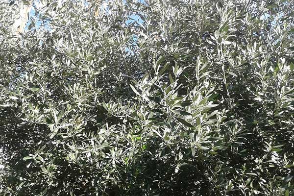 Οικολογική Δυτική Ελλάδα: Πρέπει να επεκταθεί η χρήση της ονομασίας ΠΟΠ «Ελιές Καλαμάτας»