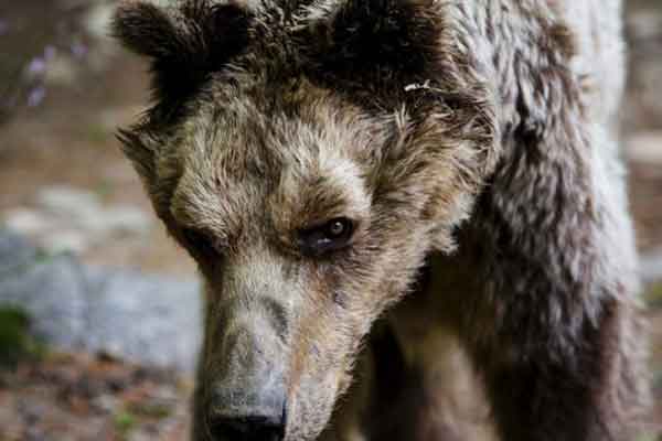 Έφυγε από τη ζωή ο Μήτσος ή "δραπέτης", η αρκούδα του Αρκτούρου