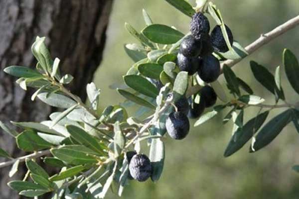 Πόσο φόρο θα πληρώσετε για τα εισοδήματα από τα χωράφια στο χωριό